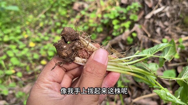 被号称为“消结草”的水半夏,很多人不懂它价值珍贵,一起认识下