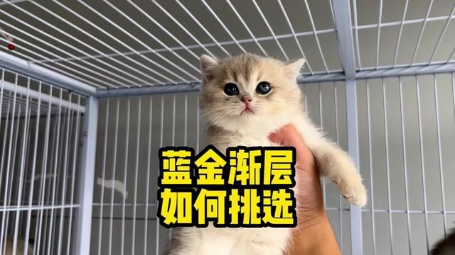 #猫咪 英短蓝金渐层怎么看品相,如何挑选蓝金渐层,小熊版蓝金长什么样#英短 #英短蓝金 #蓝金渐层 #熊版蓝金渐层