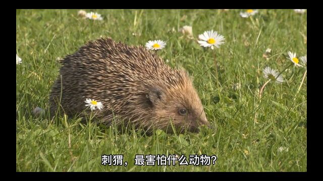 刺猬最怕什么动物?刺猬有三大天敌,都能把它当“辣条”吃