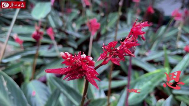 开花美如火烈鸟,竹芋家族“颜值担当”来了