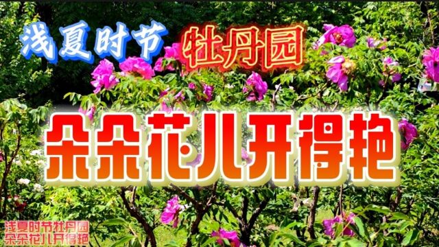 浅夏时节牡丹园,朵朵花儿开得艳