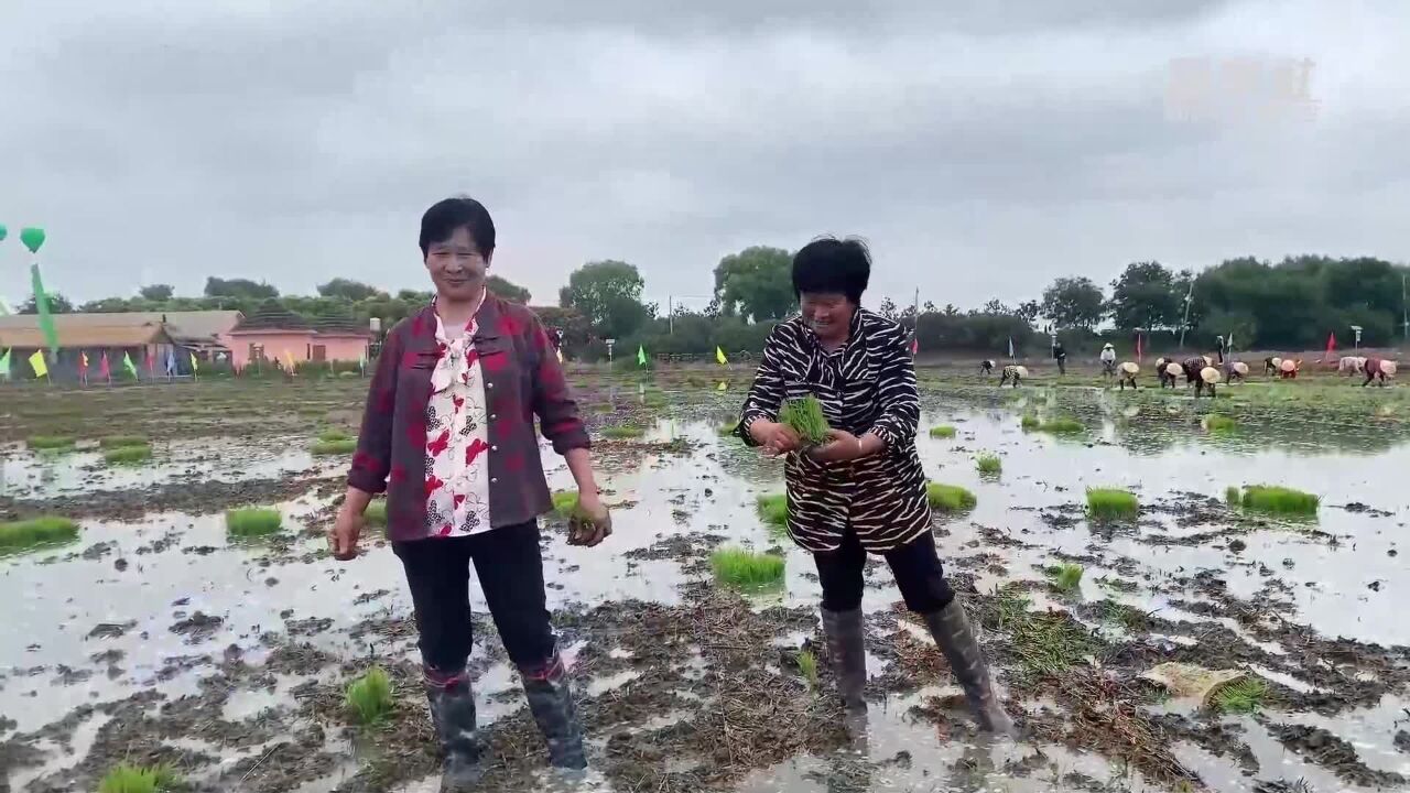 江苏洪泽:丰富多彩插秧节 助推农文旅融合发展