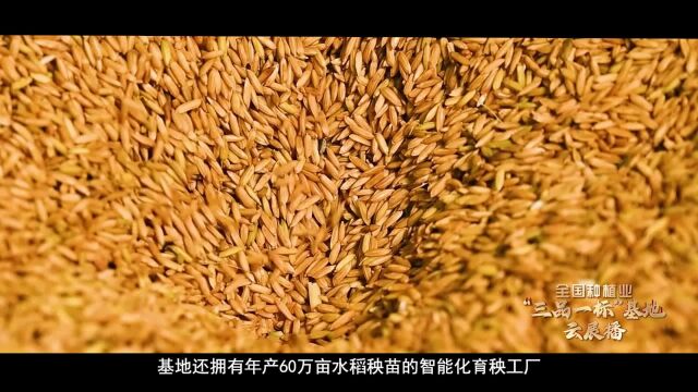 一块稻田如何实现双份收获【全国种植业“三品一标”基地云展播】