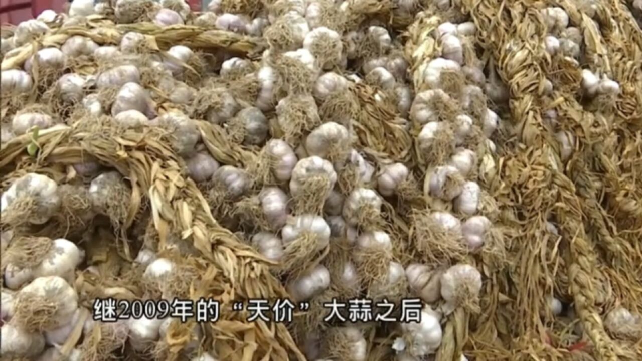 高开高走,来势汹汹!大蒜价格上涨,“蒜你狠”又要来了?