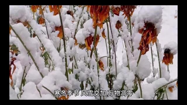 傲雪的梅花.