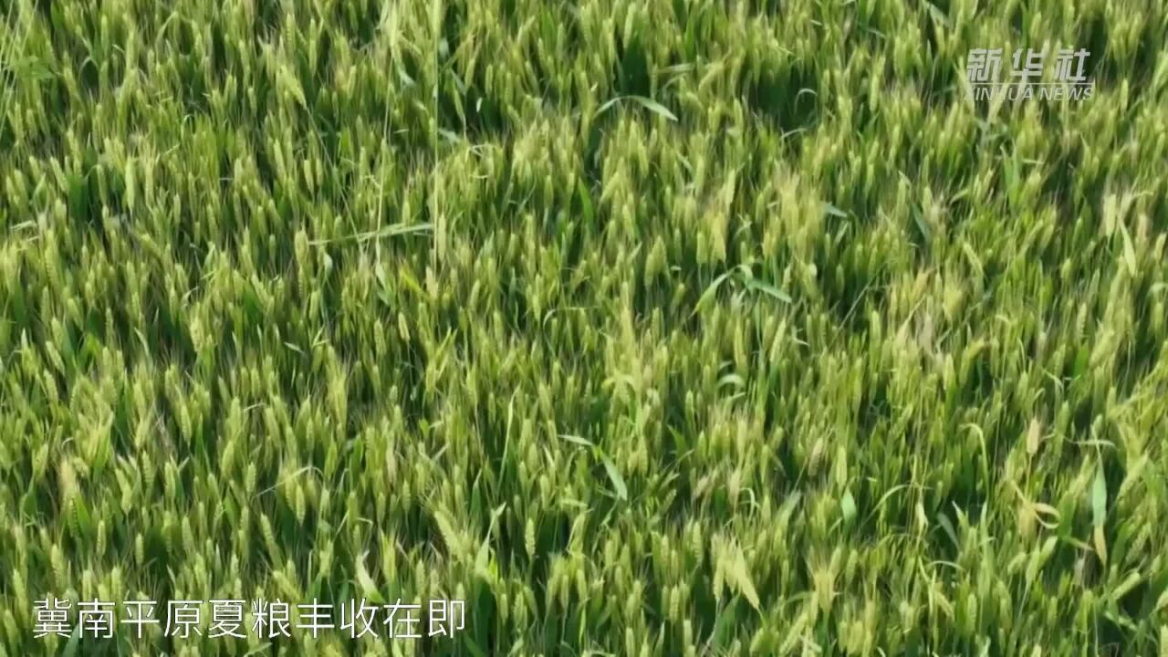 河北柏乡:腾并仓容备夏收