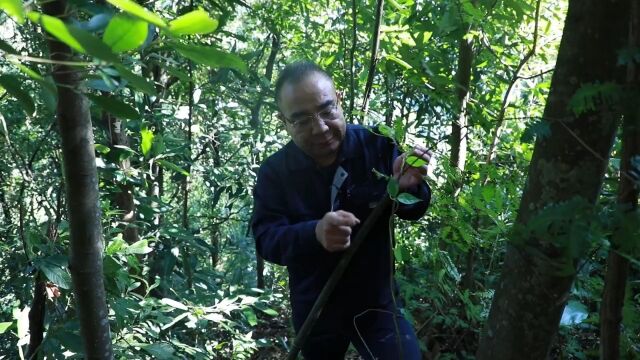 这是大山里最危险的植物之一,神农就曾因它而去,断肠草,大家一定要认识