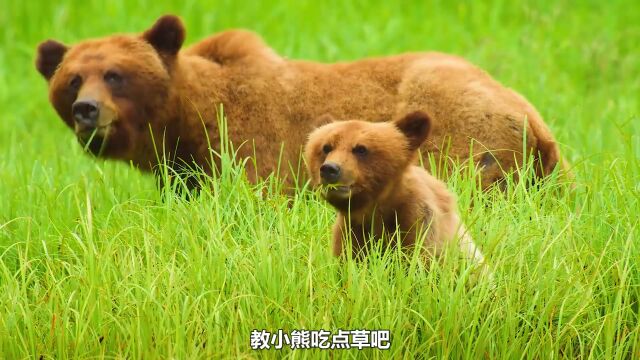 狐狸界居然也重男轻女,男孩吃鸡腿,女孩舔石头,动物幼崽纪录片