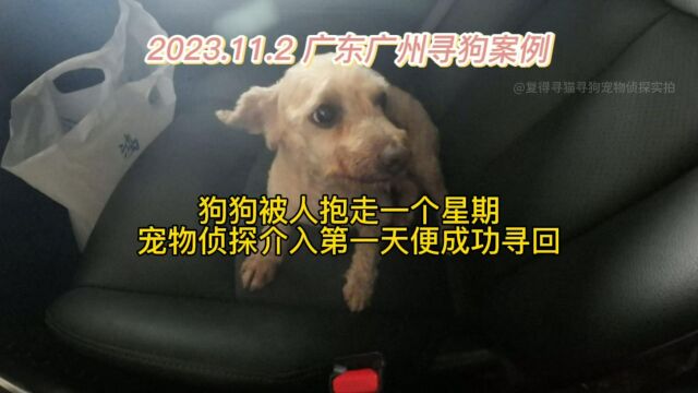 广东广州寻贵宾犬