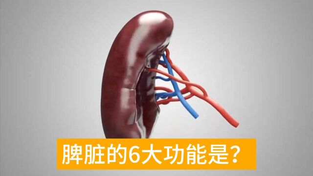 脾脏的6大功能是?