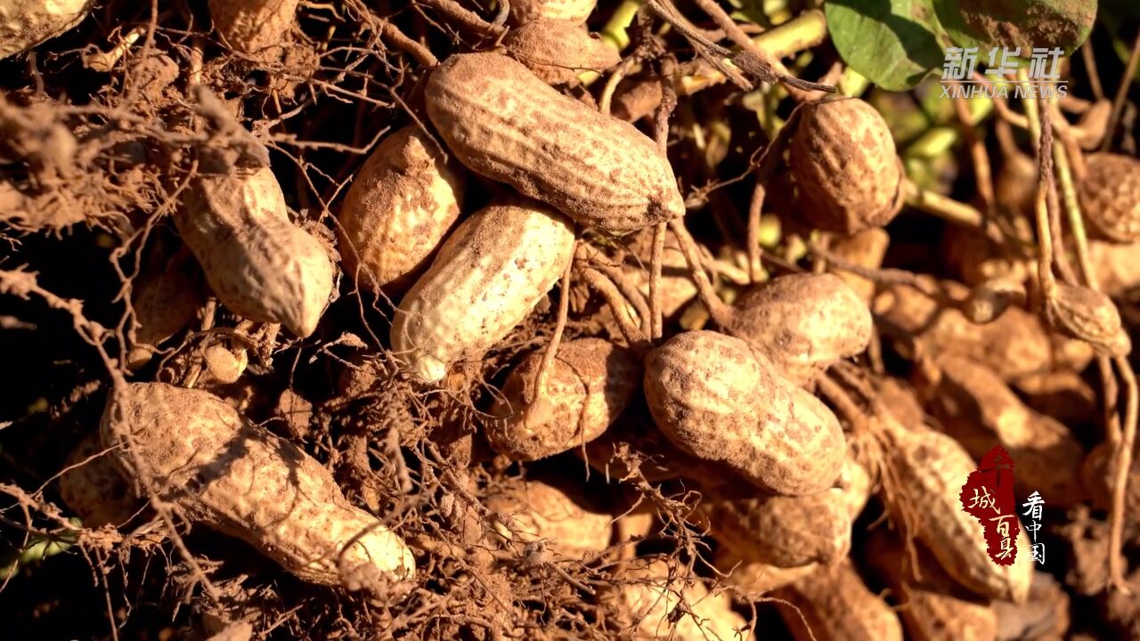 千城百县看中国|河北临漳:花生种植助力乡村振兴