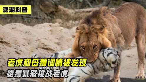 动物园里雄狮暴怒，跨过护栏将老虎咬死，原因竟是因为发情的母狮