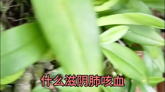 野生石仙桃分享