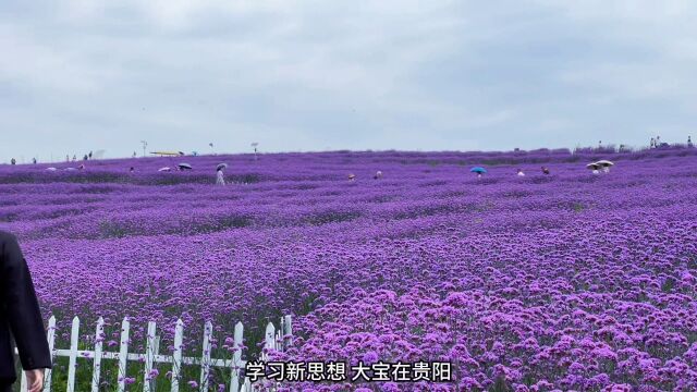 贵阳花海好去处之石门锦绣田园,在这个夏天感受贵阳花海的魅力吧