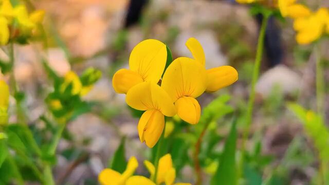 百脉根也叫黄金花、牛角花、五叶草等等,你见过没#野生植物 #春天的味道 #百脉根#黄金花 #五叶草