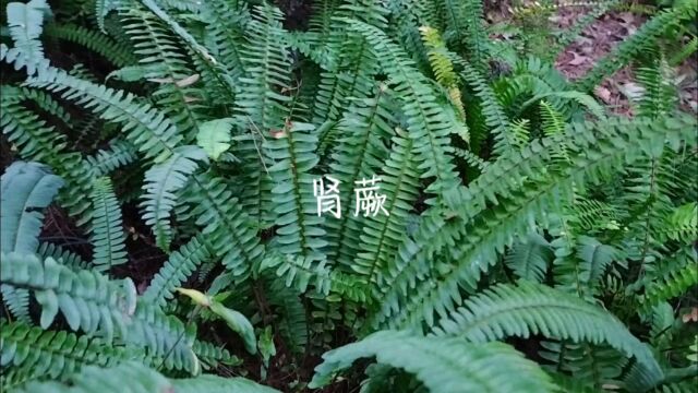 肾蕨,分享身边有用的植物