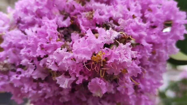 紫荆花寓意着家人团聚、骨肉难分、团结等,是一种满载幸福的花.