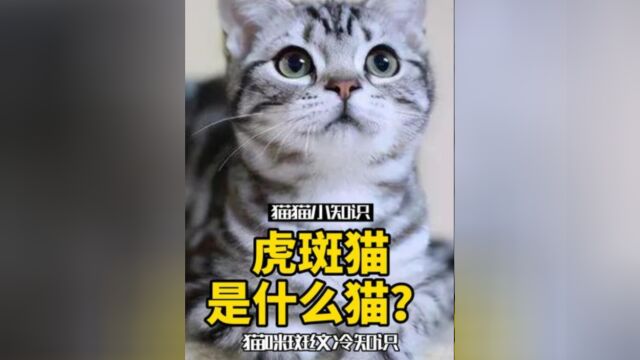 猫咪的斑纹分类,看看你家猫是哪一种#萌宠成精了