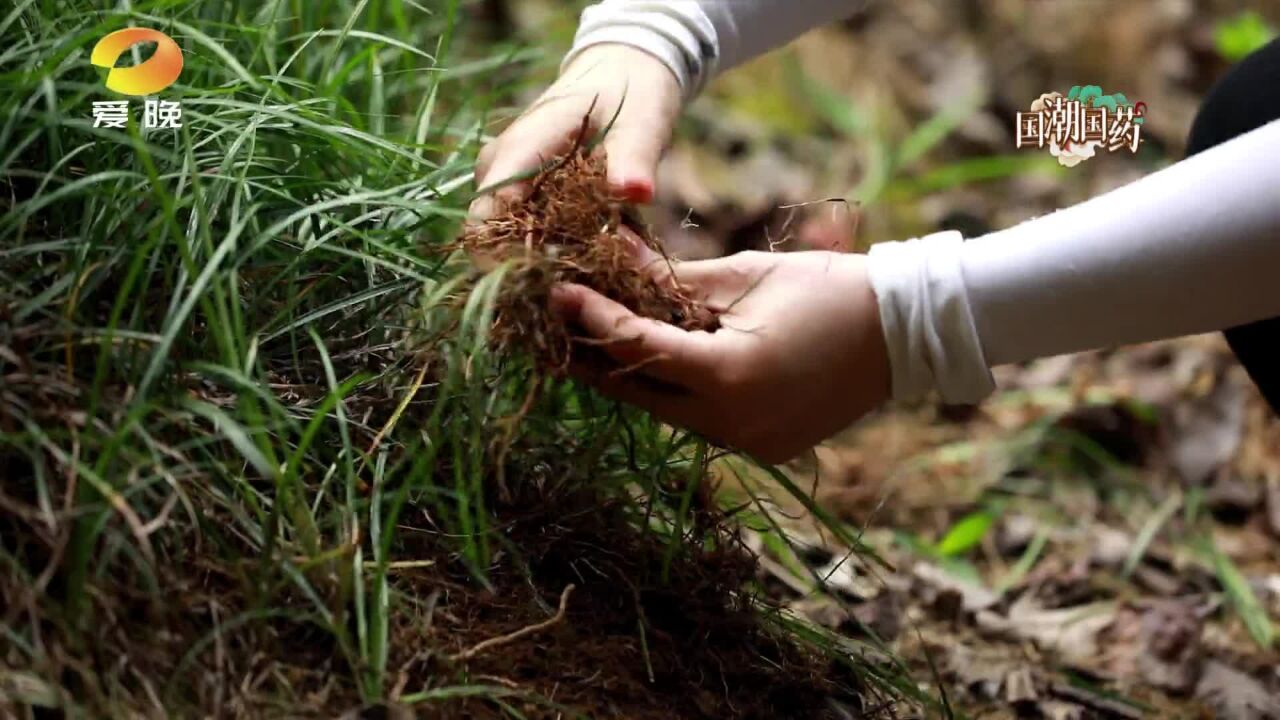 《国潮国药 有问必答》麦冬:明媚清新 以柔除病