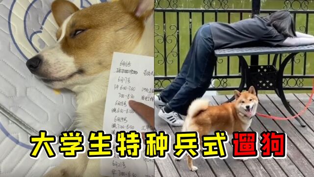 狗主人找大学生遛狗,还帮盖实习证明