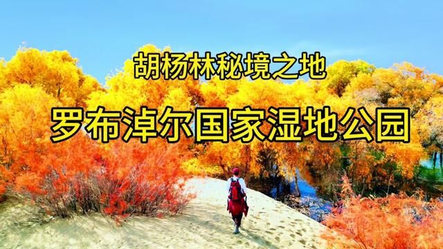 南疆赏秋秘境之地~罗布淖尔国家湿地公园,鲜为人知适合自驾 #胡杨林 #湿地 #新疆到底有多美 #云游四海