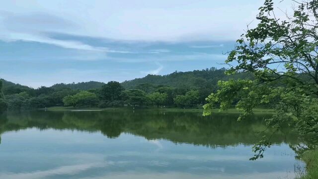 雨后的大夫山森林公园