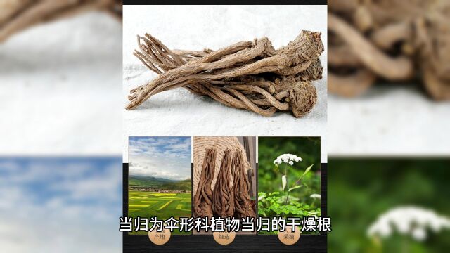 当归价格暴涨是确有所需还是囤积炒作?