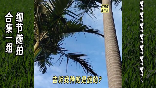 随拍合集一组假槟榔等,记录身边和世界细节.随拍 旅行 闲聊