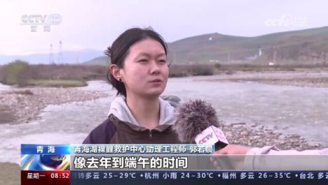 青海湖湟鱼洄游迎来高峰期