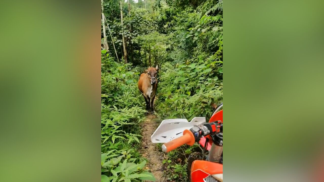 男子骑车遭牛堵路,讲普通话牛不动,讲方言秒让路