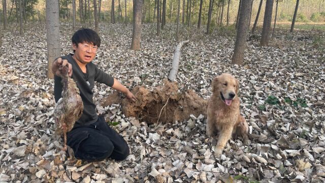 小亮在树林里发现奇怪死鸡,臭臭说是黄鼠狼干的,这是怎么回事?