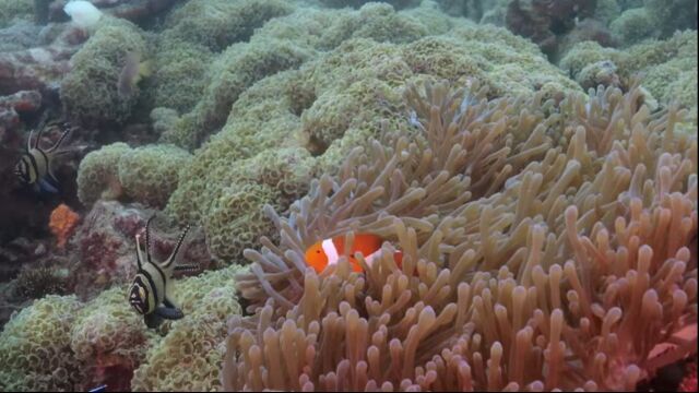 Diving In Lembeh Strait Indonesia