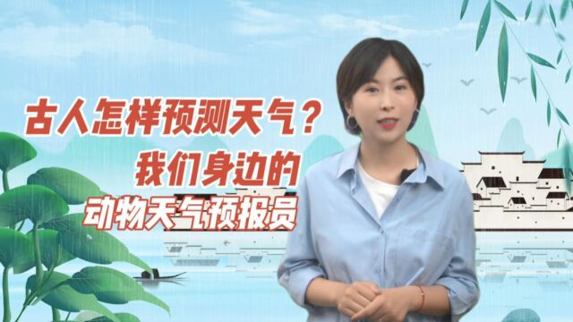 古人怎样预测天气?我们身边的动物天气预报员