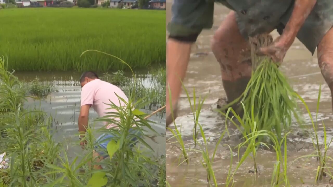 为防范强对流天气 农技人员深入一线指导 保障水稻安全生产