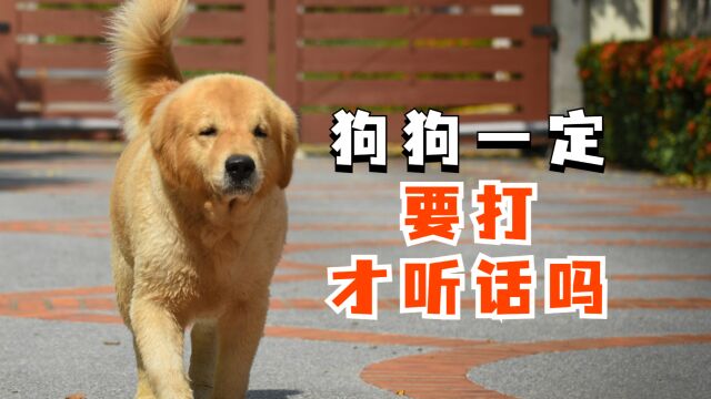 狗狗不听话怎么办?只能打吗?