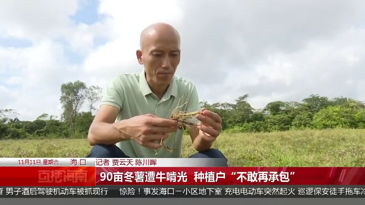 90亩冬薯遭牛啃光 种植户“不敢再承包”