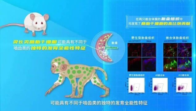 中国科学家新突破:首只胚胎干细胞系“嵌合猴”诞生