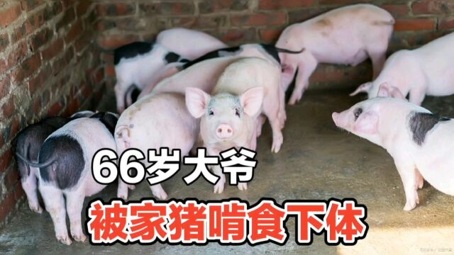 66岁大爷突发脑卒中,被家猪啃食外生殖器