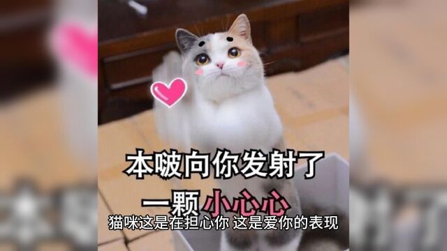 猫咪肢体动作表达的意思,你知道吗?