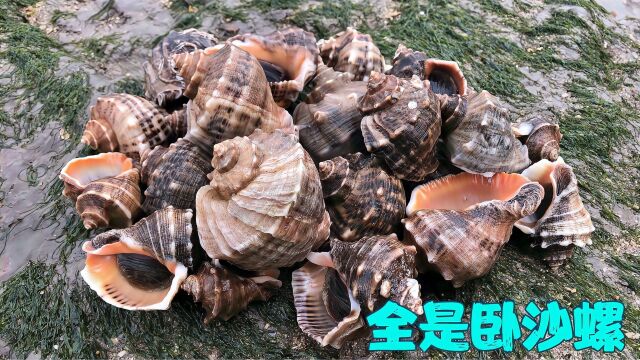 赶海抓海螺抓到爆,一只接一只根本抓不完的感觉,全都是卧沙螺