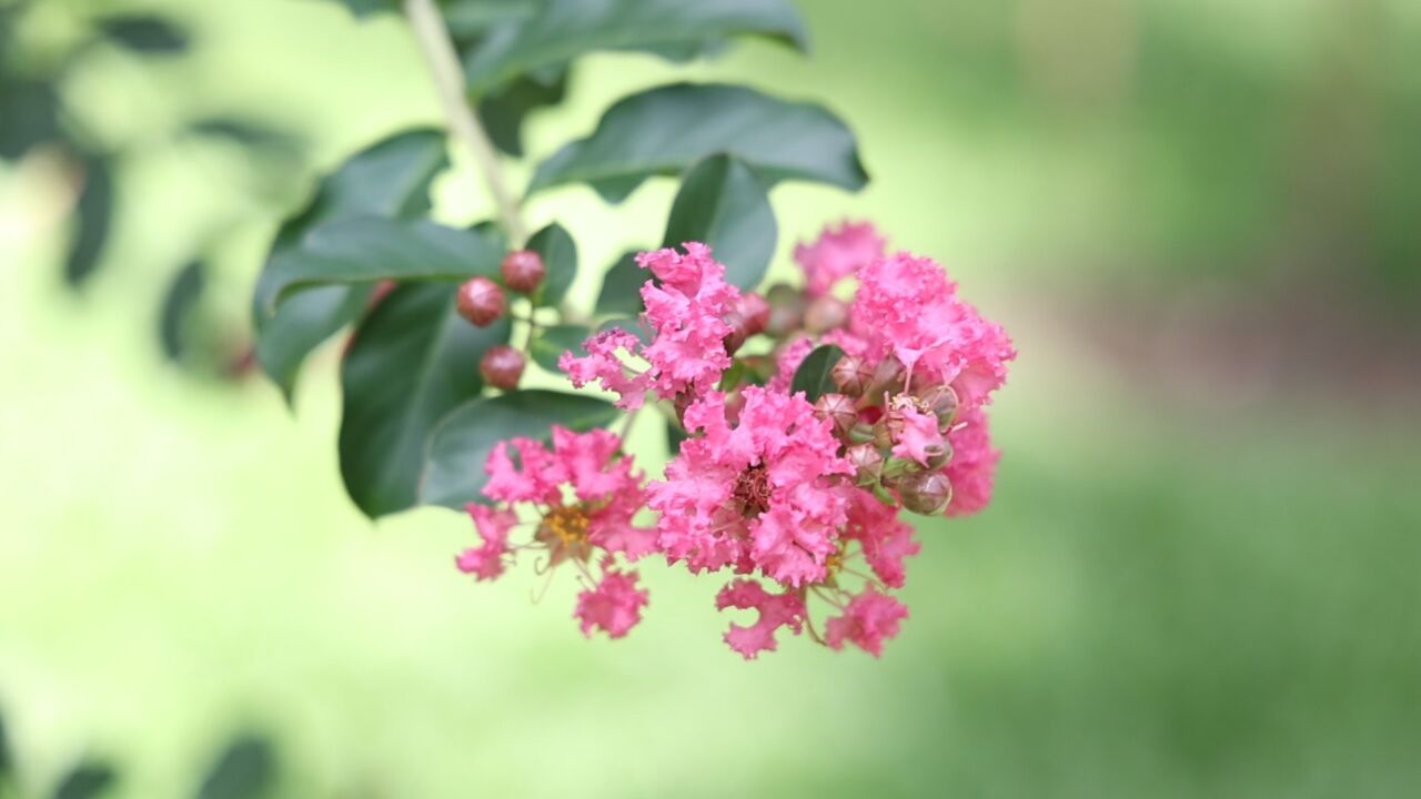 细叶紫薇进入盛花期 ,紫红花海展现广州夏日浪漫