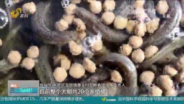 东营董王村:利用地区优势,发展泥鳅特色养殖,带动农民增收