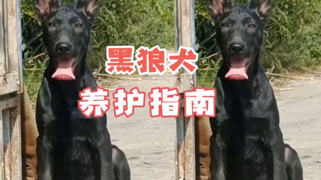 黑狼犬养护指南建议收藏