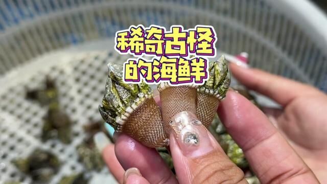 这些海鲜你们肯定没见过……