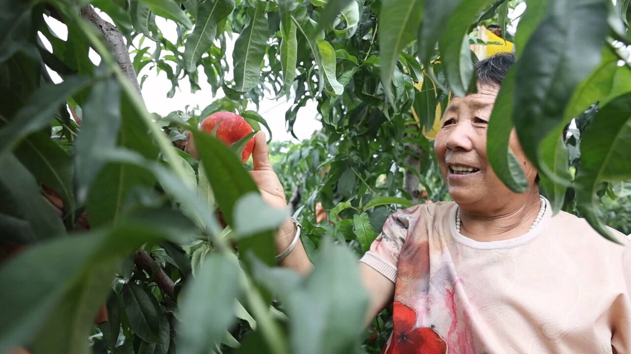 “甜蜜桃”敲开“致富门” 枣庄山亭做活“桃经济”助力乡村振兴