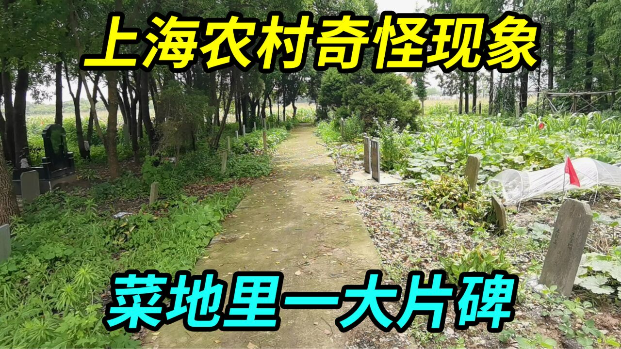 上海农村发现奇怪现象,菜地里竖着大片碑,村民们淡定种菜