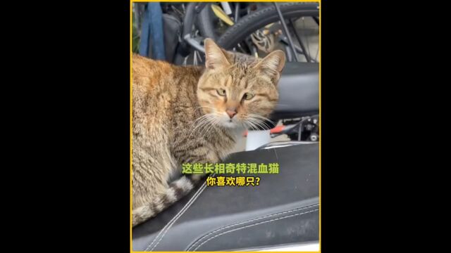 这些混血猫都长什么样?你喜欢哪一只?