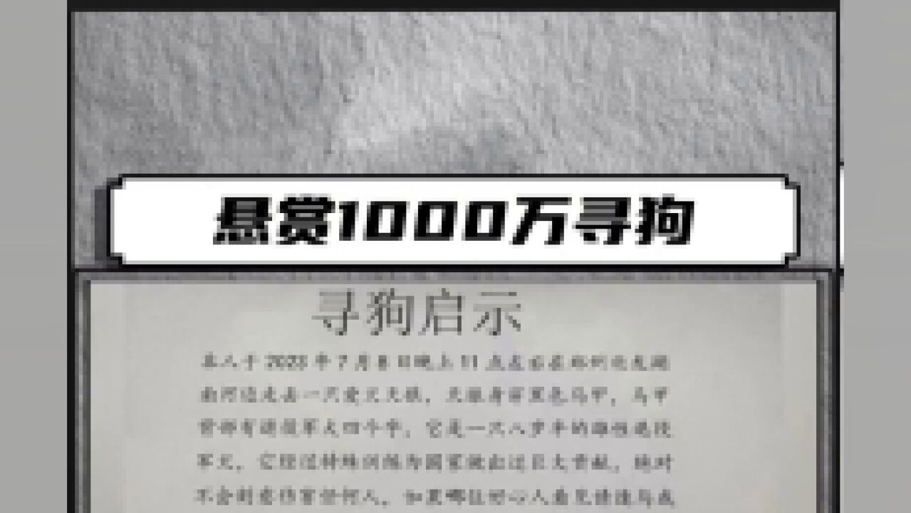 郑州狗主悬赏1000万寻狗