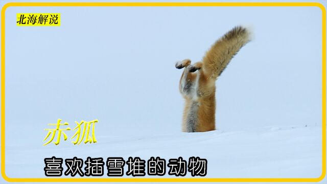 喜欢插雪的北极狐狸