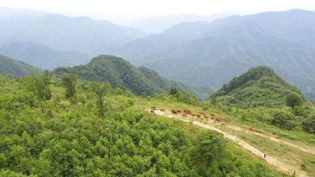 金字招牌 | 通江空山牛——打造种源“芯片” 振兴川牛产业